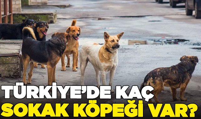 Türkiye'de kaç sokak köpeği var?